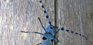 Parco Monti Sibillini, nuovo progetto per la tutela della biodiversità