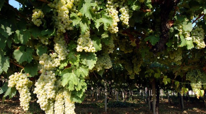 Vino, via libera al taglio volontario della produzione Doc, Igt e Docg