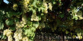 Vino, via libera al taglio volontario della produzione Doc, Igt e Docg