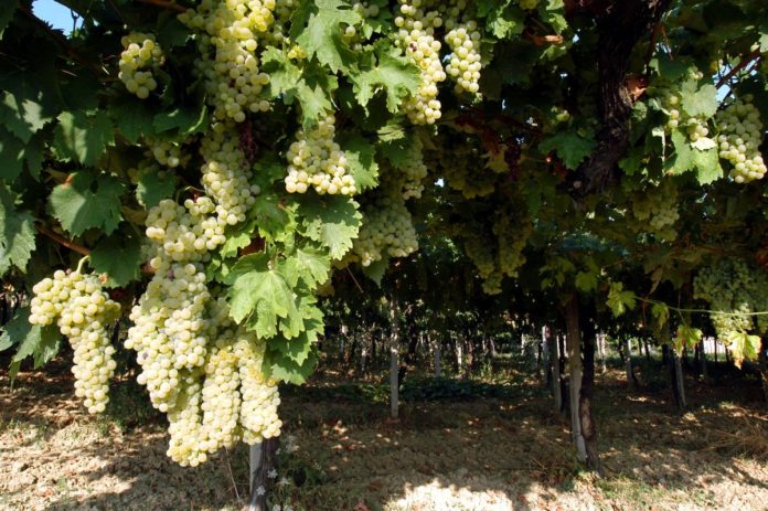 AGRICOLTURA COLTIVAZIONE UVA VITICOLTURA VIGNETO