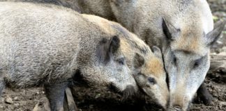 Piemonte chiede “aiuto” ai cacciatori privati per contenere i cinghiali