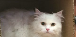 I consigli di Comieco per la giornata internazionale del gatto