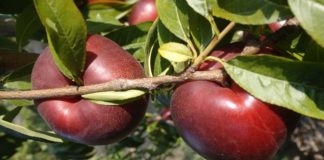 Peachrefpop, prima collezione internazionale varietà di pesco