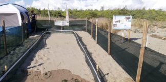 In Toscana campi di volontariato dedicati alle tartarughe marine