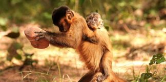 Campi coltivati invece che foreste, cultura delle scimmie è a rischio