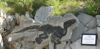 Nuova scoperta nel parco dei dinosauri di Duino Aurisina in Fvg