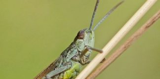 Bayer al fianco di Kenya e Uganda nella lotta contro le locuste