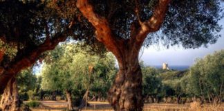 Agricoltura e Green New Deal, in un atto gli impegni della Toscana