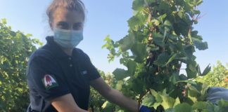 Al via vendemmia 2020, produzione prevista in calo