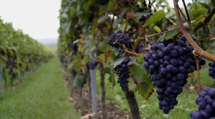 Vendemmia, allarme Cia “Troppi ostacoli per contratti a stranieri”