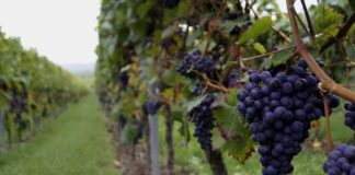 Vendemmia, allarme Cia “Troppi ostacoli per contratti a stranieri”