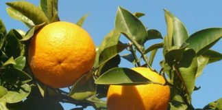 Intercettati nel porto di Livorno 7 carichi di agrumi infetti