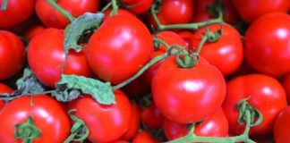 Coldiretti “per il maltempo danni fino al 70% al pomodoro di Foggia”