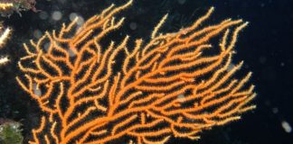 I coralli accumulano inquinanti dell’ambiente marino