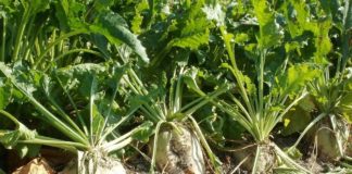 Emilia Romagna, 1.5 mln per coltivazioni barbabietola da zucchero