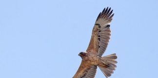 Esemplare aquila di Bonelli nel Parco nazionale Arcipelago La Maddalena