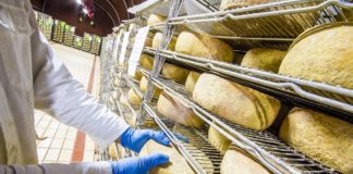 Agroalimentare, Toscana stanzia 1,2mln per il settore latte ovicaprino