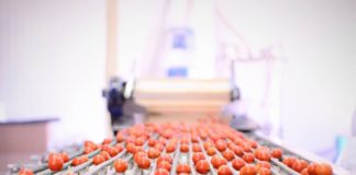 Dal Mipaaf provvedimento per mancata raccolta pomodoro industria