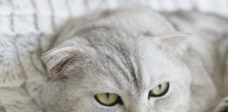 Come viaggiare con un gatto in treno Come viaggiare con un gatto in treno