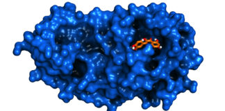 Studio del Cnr “Una molecola naturale inibisce il coronavirus”