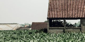 Tabacco, il Veneto ai vertici della produzione italiana di qualità