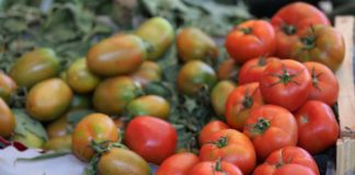 Dal Crea uno studio sulla biodiversità del pomodoro