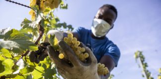 A Serralunga d’Alba dal 19 al via “Vendemmia tricolore”
