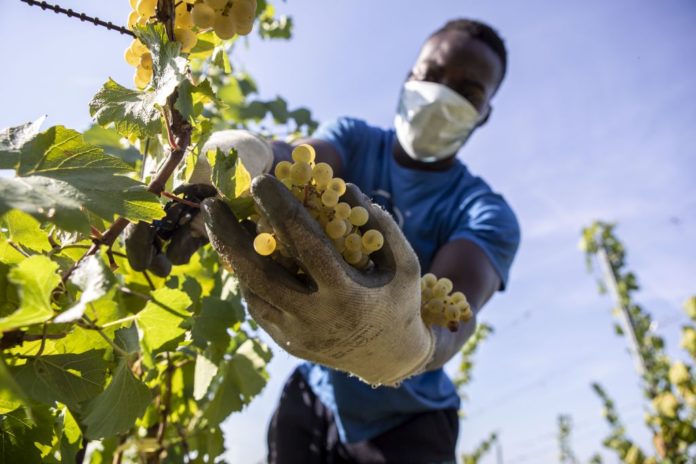 VENDEMMIA 2020 CANTINA IL NETTARE DEI SANTI