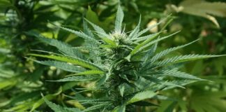 Dalla Canapa all’orto robotico, a Friuli Doc gli “Oscar Green”