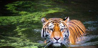 Popolazioni animali selvatici hanno subito un declino di quasi 2/3