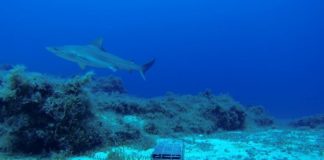 Salvaguardia degli squali grigi, nasce progetto dell’Ateneo di Palermo