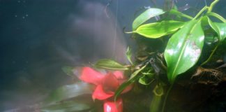 In Lombardia approvati interventi a favore della biodiversità