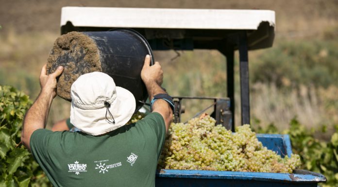La cooperativa Verbumcaudo germoglia dove prima dominava la mafia
