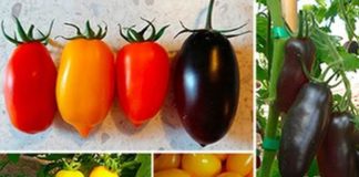 Per il San Marzano nuovi colori, sapori e proprietà nutritive