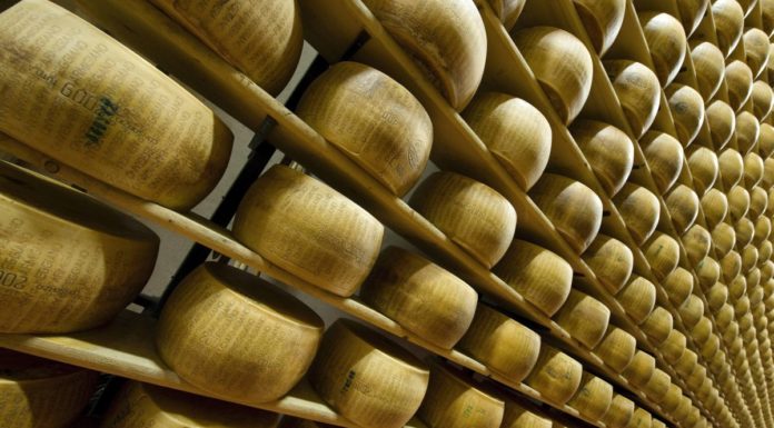 Parmigiano Reggiano, oltre 5 mila visitatori per “Caseifici Aperti”