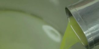 Olio, a Lecce per la Xylella produzione -75%