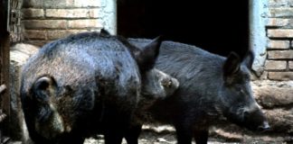 In Calabria attivato servizio ritiro e smaltimento cinghiali