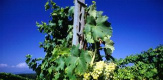 Agricoltura e paesaggio, in Piemonte i “Distretti del cibo”