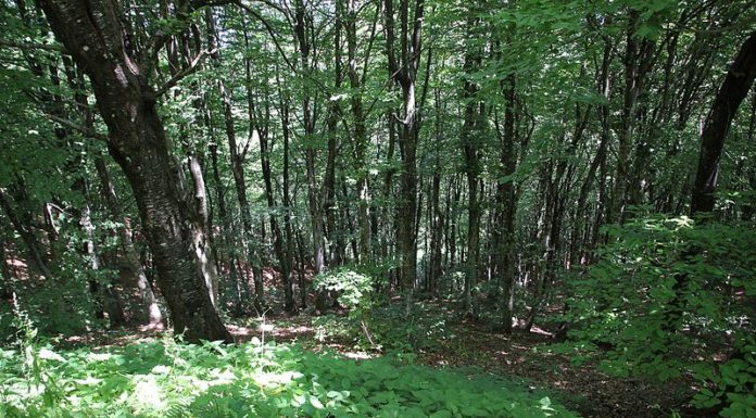 Protezione Civile, al via i lavori per la rete radio regionale