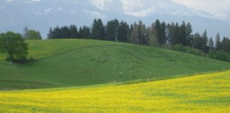 Fedriga”Strategia green in Friuli Venezia Giulia crea valore e sviluppo”