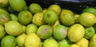 Riconoscimento Igp per il Limone dell’Etna