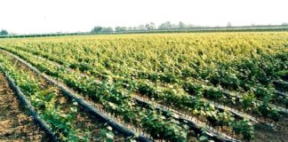 Vino, 13,5 mln per promozione sui mercati internazionali in Toscana