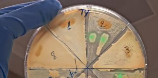 Cervelli al Sud, da Siviglia a Napoli per lo studio di microorganismi marini