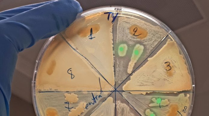 Cervelli al Sud, da Siviglia a Napoli per lo studio di microorganismi marini