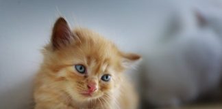 Come adottare un gatto Come adottare un gatto