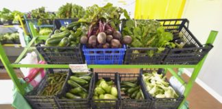 Finanziate tutte le domande “Bando biologico” Psr Lazio