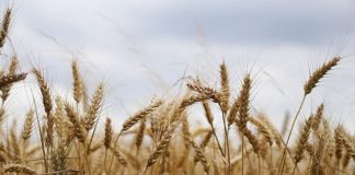 Piemonte, 113 mln per 24mila aziende agricole con gli anticipi Pac