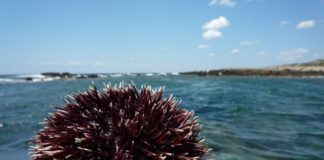 La Sardegna tutela i ricci di mare, pesca al via solo dal 16 novembre