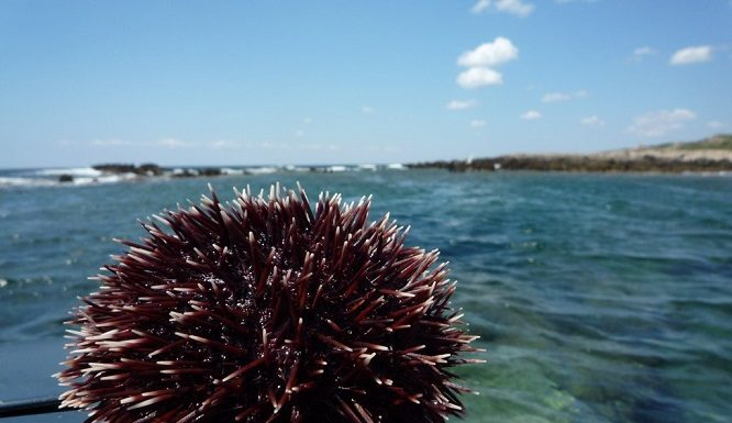 La Sardegna tutela i ricci di mare, pesca al via solo dal 16 novembre