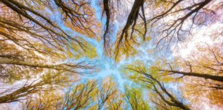 Le foreste che crescono al caldo sono più efficienti